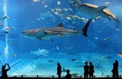 tour-japan-shura-naumi-aquarium-5-days-3-nights-ci