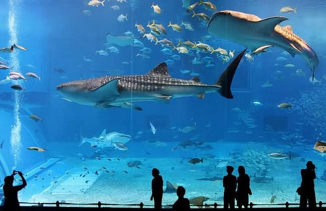 ทัวร์ญี่ปุ่น-ซูราอุมิ-อควาเรียม 5 วัน 3 คืน (CI)