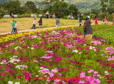 www.matichon.co.thสวนพฤกษศาสตร์