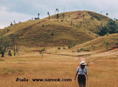 www.sanook.comภูเขาหญ้า