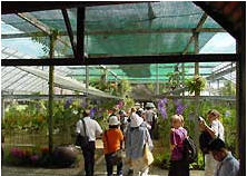 tour mae ram orchid garden chiang mai