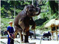 tour mae sa elephant camp chiang mai