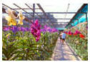 tour orchid garden and butterfly farm chiang mai