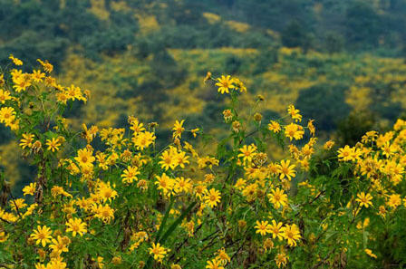 tour doi hua mae kham chiang rai 7