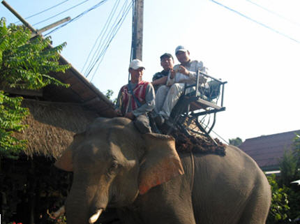 tour elephant ride tourism chiang rai 2