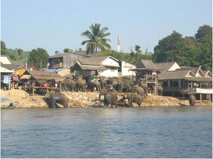 tour elephant ride tourism chiang rai