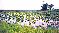 tour nong bua county public swamp chiang rai