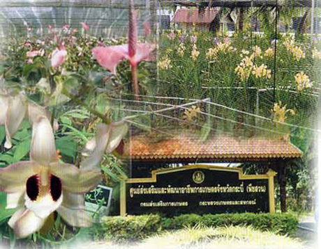 tour center and manufacturing park flora krabi