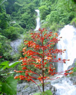 tour khao pha nom ben ja nationalpark krabi