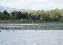 tour pha mueang arboretum phetchabun