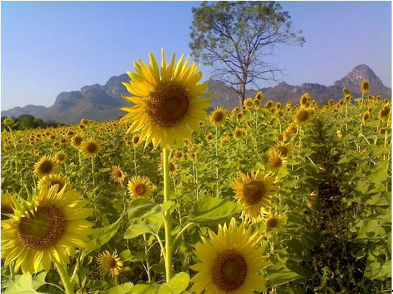 tour sunflower bung samphan phetchabun