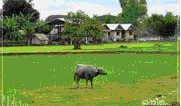 tour-don-det-laos