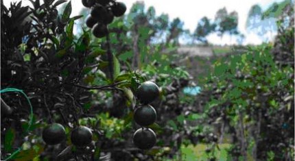 tour-sweet-farm-myanmar