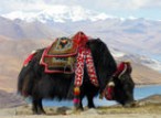 tour-instruction-tibet-china