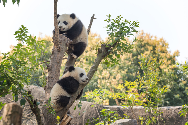 8413-tour-chengdu-panda-conservation-centre-than-sawan-jiuzhaigou-national-park-for-6-day-tg