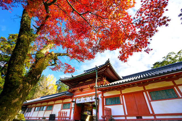 8978-tour-japan-ninja-village-see-leaves-change-color-tokushima-koji-5-days-tg
