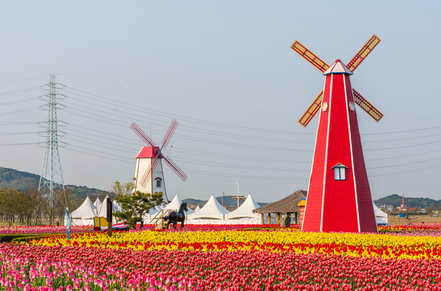 9110-tour-korea-among-the-tulip-garden-no-need-to-go-as-far-as-the-netherlands-5-days-xj