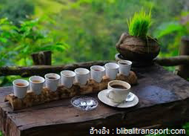 Coffee Plantation1