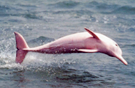 tour-pink-dolphin-shell-farm-suratthani-chumphon-cabana-beach
