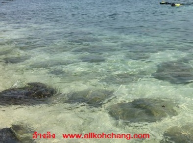 www.allkohchang.comเกาะหยวก