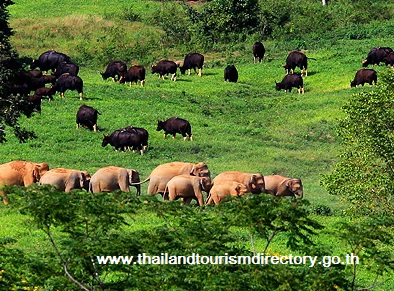 www.thailandtourismdirectory.go.thอุทยานกุยบุรี