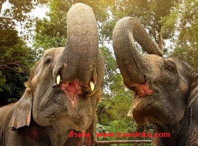 www.traveloka.comปางช้างแม่สา 