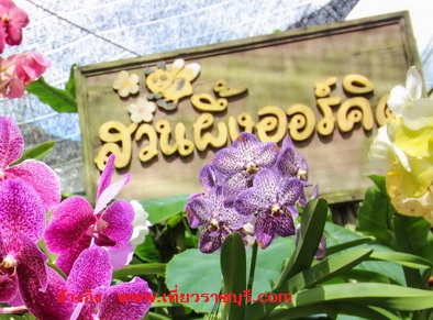 www.เที่ยวราชบุรี.comสวนผึ้งออร์คิด