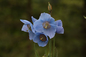 ทัวร์ คำแนะนำการเดินทาง ภูฏาณ tour-instruction-bhutan