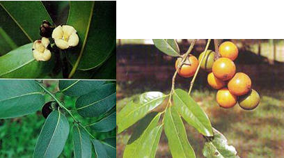 tour history miscelleneous ang thong 3