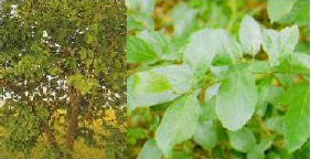 ทัวร์ พันธุ์ไม้มงคลพระราชทาน จังหวัดพระนครศรีอยุธยา tour history miscelleneous ayutthaya 3