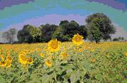 tour-sunflower-field-lop-buri