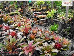 tour-flower-center-6-nakhon-nayok