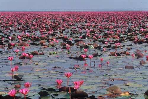 tour-buengborapet-nakhon-sawan