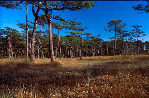 ทัวร์ ลานป่าสน จังหวัดพิษณุโลก tour-larn-par-son-phitsanulok