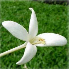 ทัวร์ ดอกไม้ประจำจังหวัด จังหวัดปราจีนบุรี tour history miscelleneous prachin buri 2