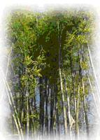 tour-bamboo-garden-prachin-buri