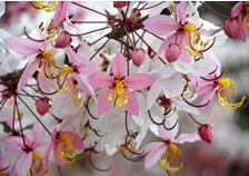 ทัวร์ ดอกไม้ประจำจังหวัด จังหวัดราชบุรี tour history miscelleneous ratchaburi 3