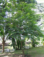 ทัวร์ ตันไม้ประจำจังหวัด จังหวัดราชบุรี tour history miscelleneous ratchaburi 4