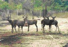 tour-chong-klam-bhon-wild-station-sa-kaeo