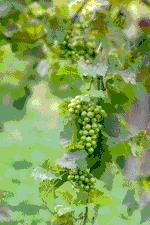 ทัวร์ ไร่องุ่นภูอมร จังหวัดสระบุรี tour-phu-amorn-vineyard-saraburi