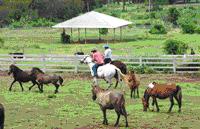 ทัวร์ ฟาร์มม้าแข่งใหญ่ที่สุดในเอเชีย จังหวัดสระบุรี tour-racing-horse-farm-saraburi