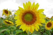 tour-sunflower-field-1-saraburi