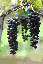 ทัวร์ ไร่องุ่นแวงเดอร์เรย์ จังหวัดสระุบุีีีรี tour-wangderrae-vineyard-saraburi