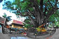 tour-giant-tamarind-wat-care-1-suphan-buri