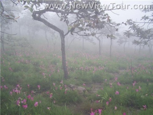 tour-toongdokkrajeaw-chaiyaphum