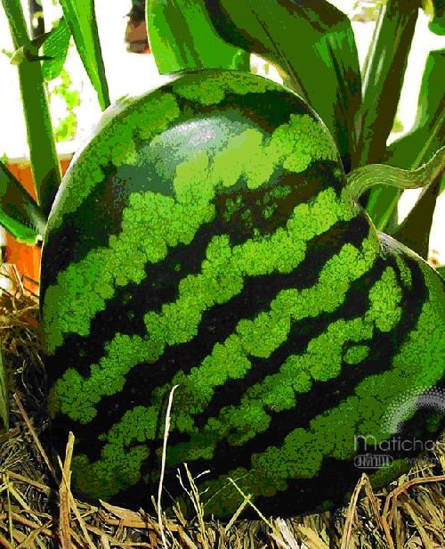 tour-rai-cnamt-charoen-farm-kanchanaburi