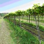 ทัวร์ ไร่องุ่นปภัสรา จังหวัดสระบุรี tour-papatsara-vineyard-saraburi