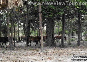 tour-horse-club-ubon-ratchathani-2