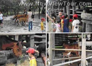 tour-horse-club-ubon-ratchathani
