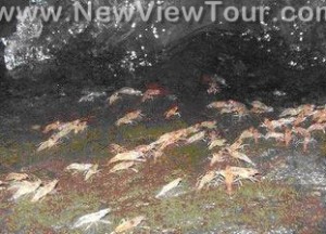 tour-kaenglumduan-ubon-ratchathani-2